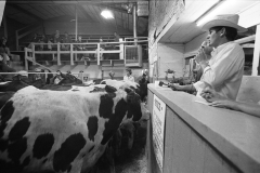 Ray Balzer is auctioneer at the Standish stockyard; 1976.