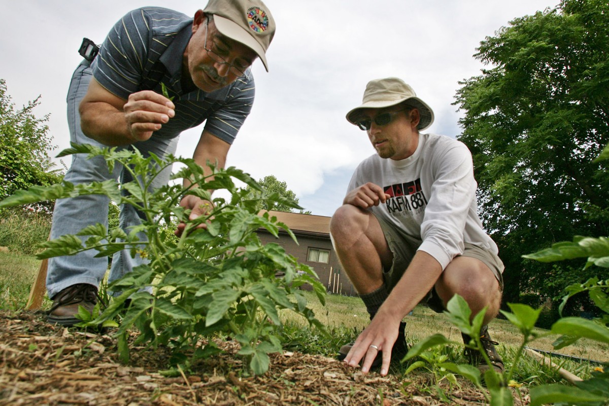 Volunteers Azmi Ghaza and Daniel Sopoci discuss pruning a tomato plant in the ACCESS Community Garden; 2007.