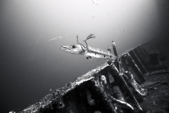 Wreck scuba dive off Miami, the Biscayne; 1988. Millard Berry, Nick Berry, Tom Butler.