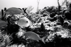 Reef scuba diving off Miami or Key Largo; 1988. Millard Berry, Nick Berry, Tom Butler.