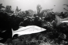 Reef scuba diving off Miami or Key Largo; 1988. Millard Berry, Nick Berry, Tom Butler.