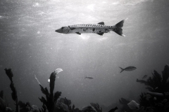 Reef scuba diving off Miami or Key Largo; 1988. Millard Berry, Nick Berry, Tom Butler.