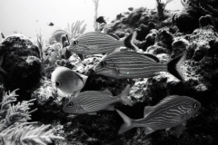 Reef scuba diving off Miami or Key Largo; 1988. Millard Berry, Nick Berry, Tom Butler.