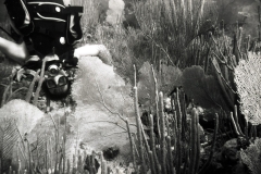 Reef scuba dive, Belize barrier reef; 1987. Special B&W high contrast film process. Millard Berry, Jeanne Sherk, Alex Lau, Henry Lyon, Nick Berry.