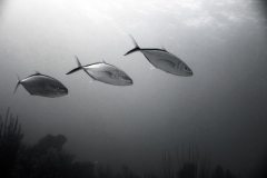 Reef scuba dive, Belize barrier reef; 1987. Special B&W high contrast film process. Millard Berry, Jeanne Sherk, Alex Lau, Henry Lyon, Nick Berry.