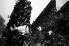 Wreck and reef dives off Miami; 1989. Millard Berry, Jeanne Sherk, Nick Berry.