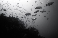 Wreck and reef dives off Miami; 1989. Millard Berry, Jeanne Sherk, Nick Berry.