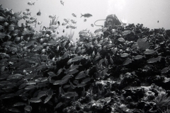 Wreck and reef dives off Miami; 1989. Millard Berry, Jeanne Sherk, Nick Berry.