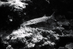 Wreck and reef dives off Miami; 1989. Millard Berry, Jeanne Sherk, Nick Berry.